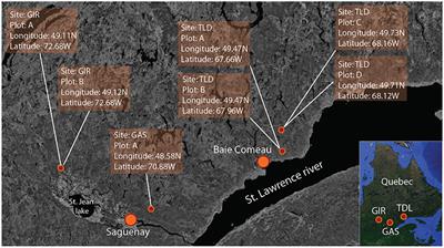 Low Non-structural Carbon Accumulation in Spring Reduces Growth and Increases Mortality in Conifers Defoliated by Spruce Budworm